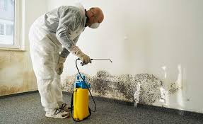 Professional Mold Remediation in Pine Island, TX